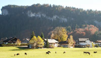 Ferienwohnung Barbara, Bezau - Kühe